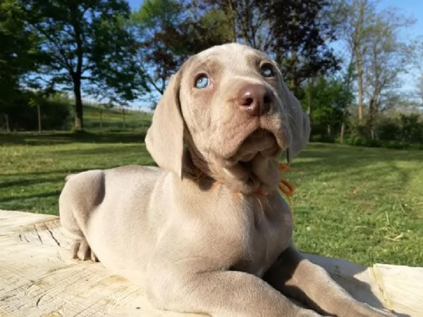 Weimaraner cuccioli  | Foto 4