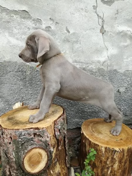 Weimaraner cuccioli  | Foto 3