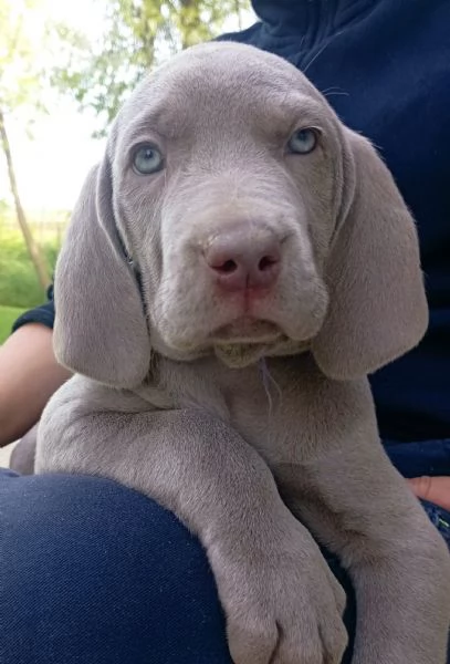 Weimaraner cuccioli  | Foto 2