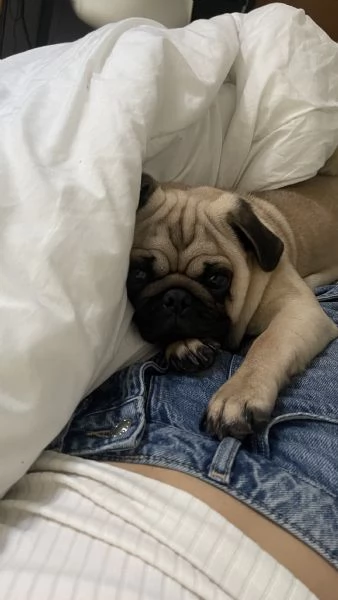 Luke Carlino | Foto 2