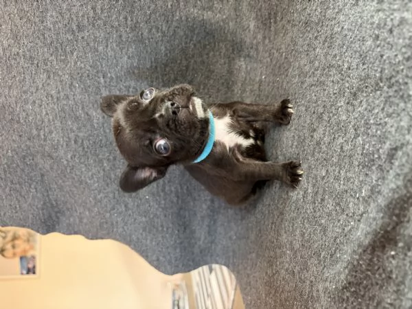 Bulldog francese | Foto 3