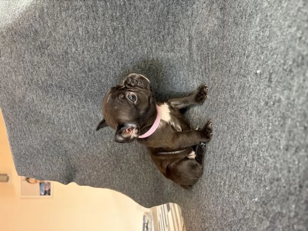 Bulldog francese | Foto 2