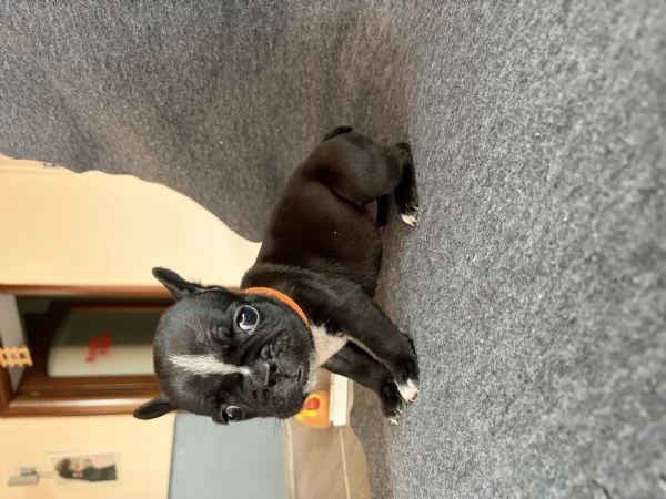 Bulldog francese | Foto 1