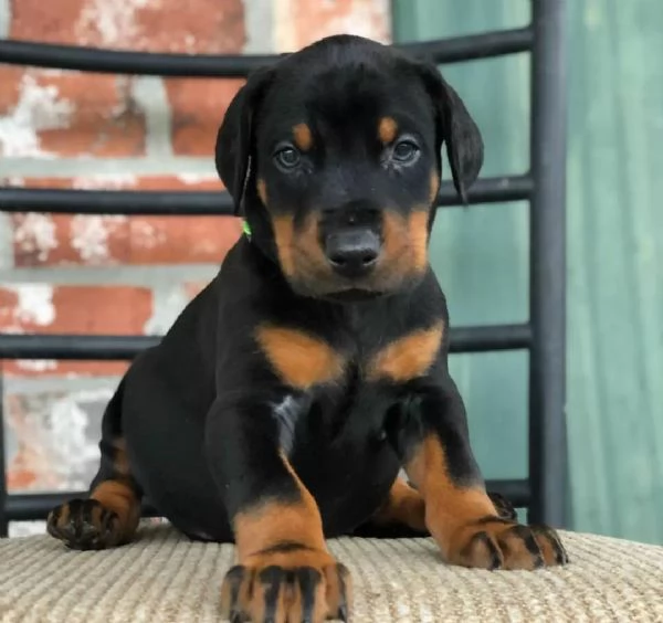 Cuccioli di DOBERMAN