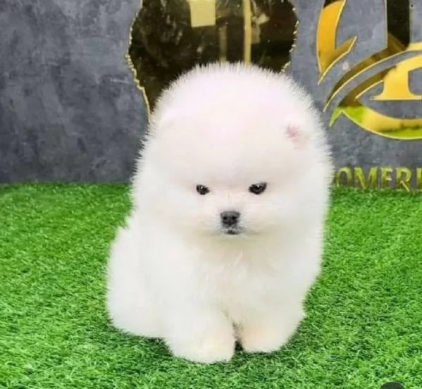 Cuccioli di Pomerania | Foto 0