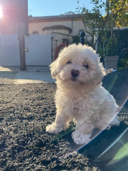 Cuccioli Maltese Maltipoo | Foto 4