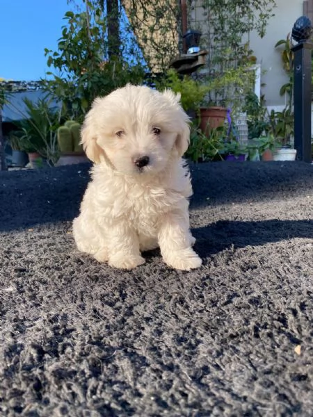 Cuccioli Maltese Maltipoo | Foto 3