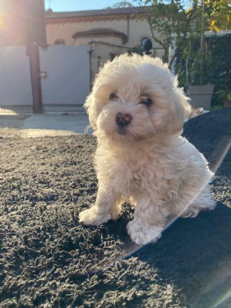 Cuccioli Maltese Maltipoo | Foto 2