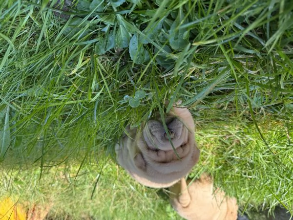 Sharpei | Foto 0
