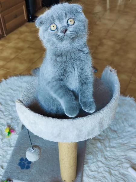 Gattini Scottish Fold | Foto 5