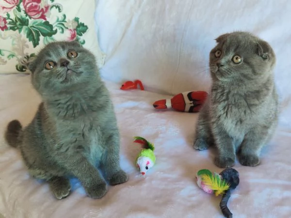 Gattini Scottish Fold | Foto 4