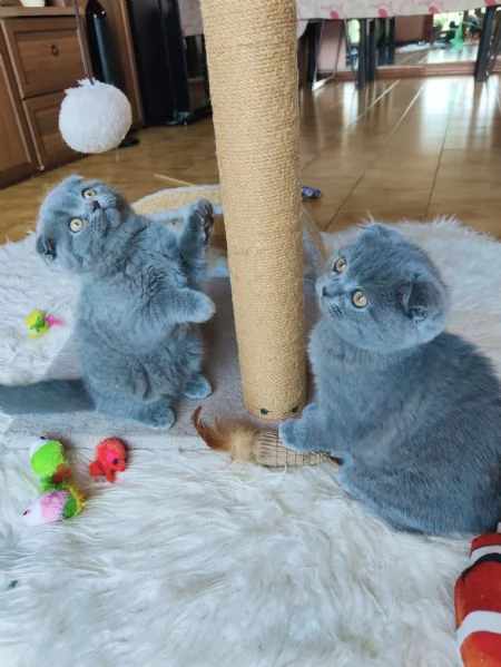 Gattini Scottish Fold