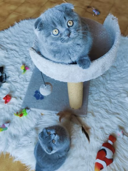 Gattini Scottish Fold | Foto 3