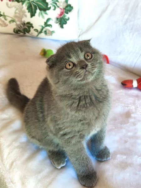 Gattini Scottish Fold | Foto 2