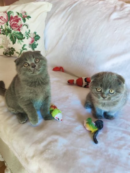 Gattini Scottish Fold | Foto 1