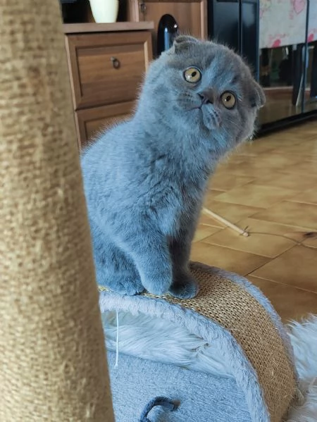 Gattini Scottish Fold | Foto 0