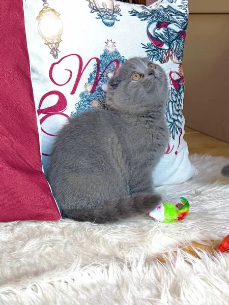 Gattini Scottish Fold  | Foto 6