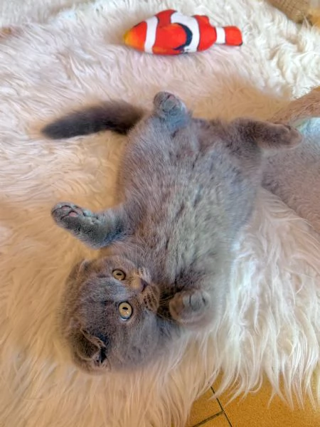 Gattini Scottish Fold  | Foto 5