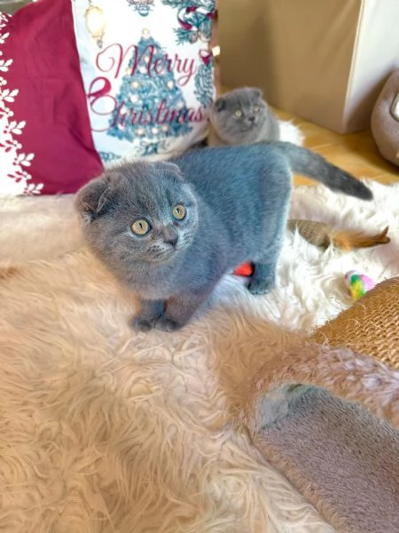 Gattini Scottish Fold  | Foto 3