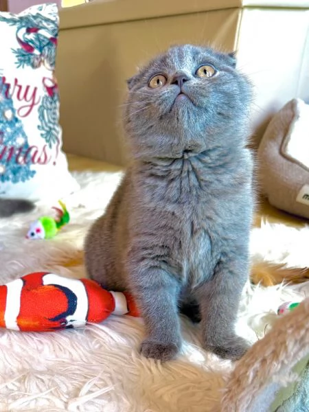 Gattini Scottish Fold  | Foto 2