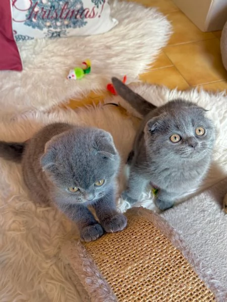 Gattini Scottish Fold  | Foto 1