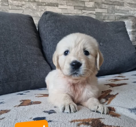 Creme Golden Retrive in adozione