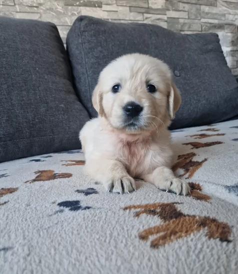 Creme Golden Retrive in adozione | Foto 0