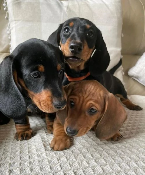 Bellissimi Cuccioli di Bassotto