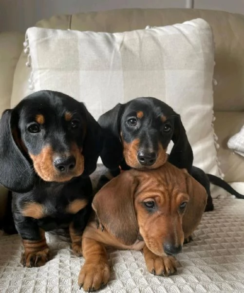 Bellissimi Cuccioli di Bassotto