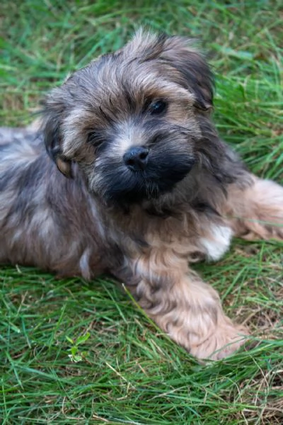 Bellissimi cuccioli di havanese con pedigree 
