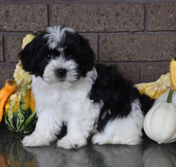 Bellissimi cuccioli di havanese con pedigree  | Foto 0
