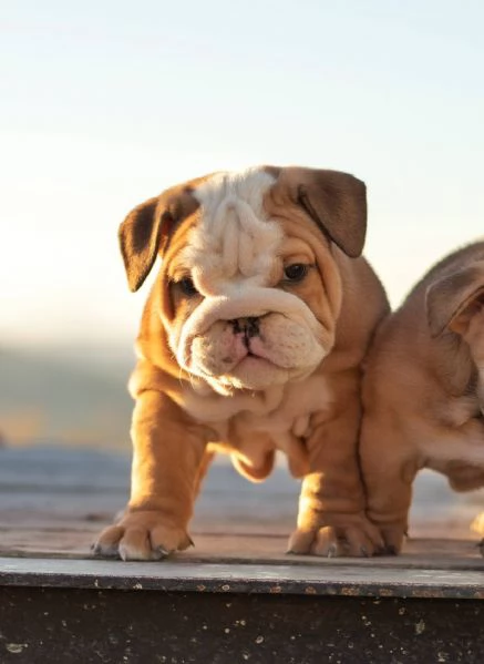 BULLDOG INGLESE CUCCIOLI PER ADOZIONE