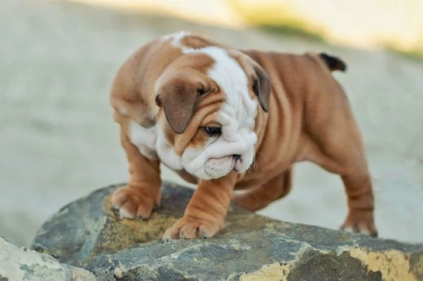 BULLDOG INGLESE CUCCIOLI PER ADOZIONE | Foto 0