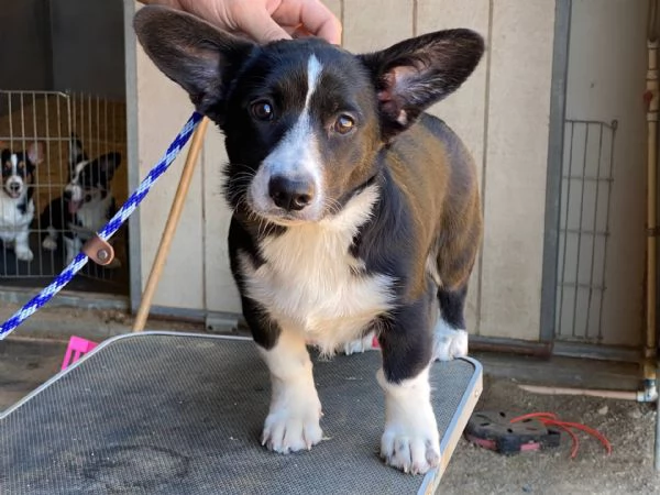 Cuccioli Di Cardigan Welsh Corgi con pedigree | Foto 0