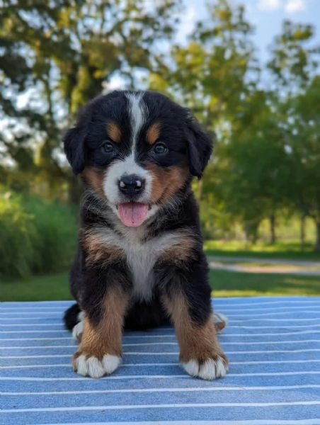 belissimi cuccioli bovaro del bernese  | Foto 0