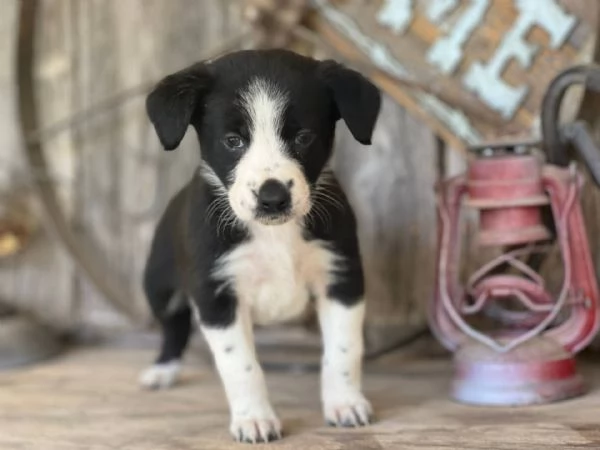 Catahoula Leopard CUCCIOLI PER ADOZIONE