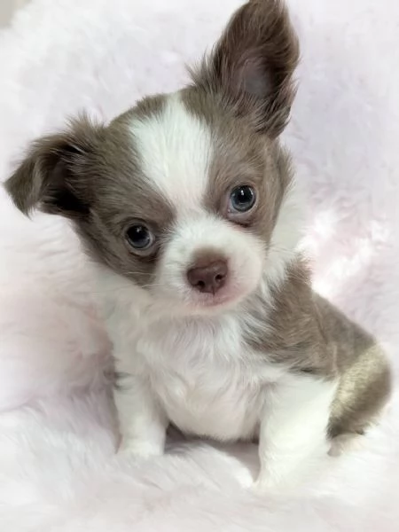 giocattolo regalo cuccioli di chihuahua | Foto 0