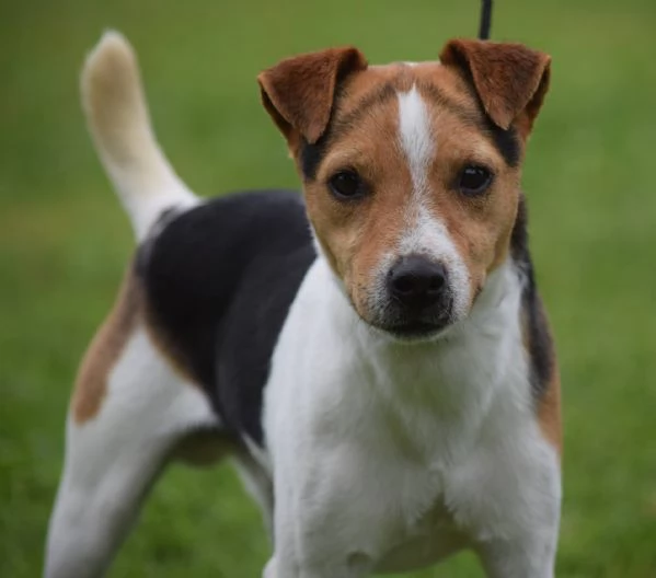 Bellissimi cuccioli di Jack Russell Terrier con pedigree