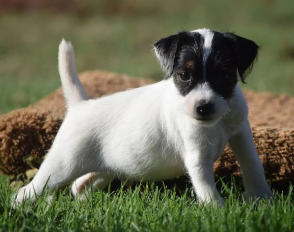 Bellissimi cuccioli di Jack Russell Terrier con pedigree | Foto 0