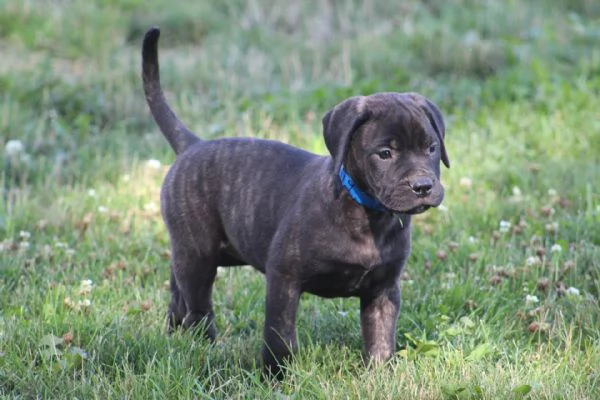 Disponibili cuccioli Bull mastiff 