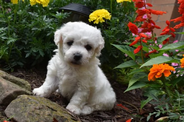 Adorabili cuccioli di bichon frise femminucce e maschietti disponibili per ladozione gratuita i cuc