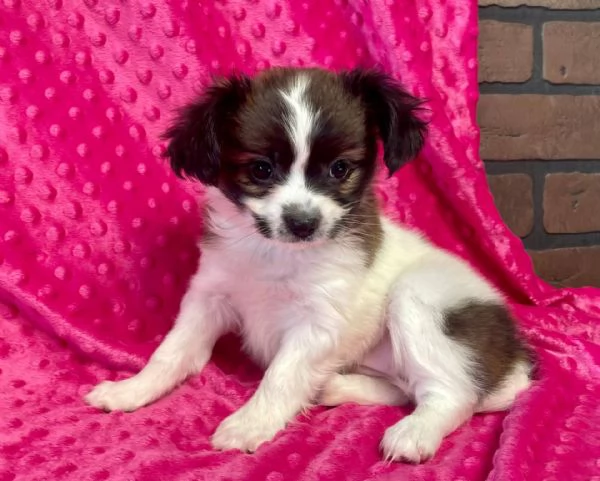 Adorabili cuccioli di papillon femminucce e maschietti disponibili per ladozione gratuita i cucciol