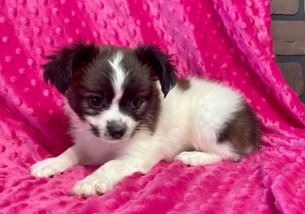 Adorabili cuccioli di papillon femminucce e maschietti disponibili per ladozione gratuita i cucciol | Foto 0