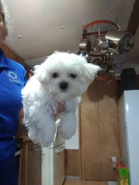 DISPONIBILI CUCCIOLI DI MALTESE TOY I CUCCIOLI VERRANNO CEDUTI NON PRIMA DEI 60 GIORNI MUNITI DI MIC