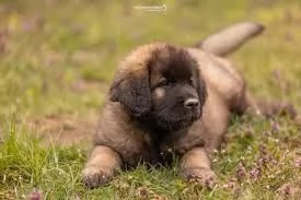 LEONBERGER CUCCIOLI PER ADOZIONE andare solo in una casa di bene che sono disposti ad adottare e a