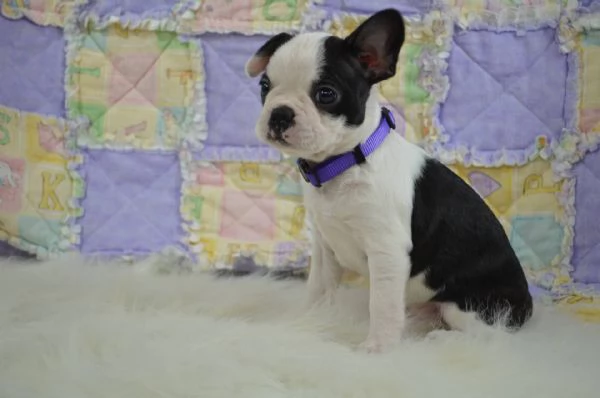 Adorabili cuccioli di bull terrier femminucce e maschietti disponibili per ladozione gratuita i cuc