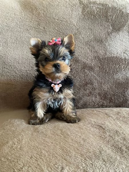 Adorabili cuccioli di yorkshire femminucce e maschietti disponibili per ladozione gratuita i cuccio | Foto 0