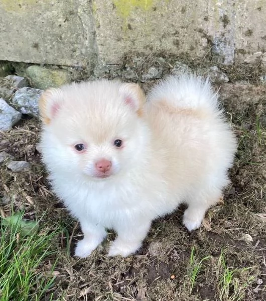 Disponibile stupenda cucciolata di razza Volpino di Pomeraniasono disponibili cuccioli sia maschio 