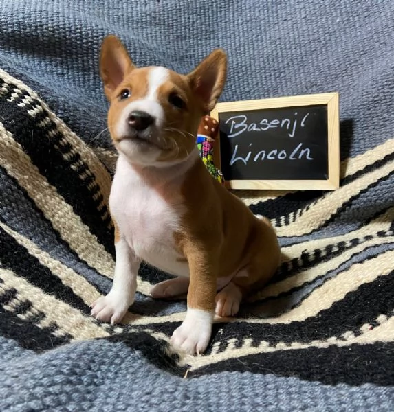 Adorabili cuccioli di Basenji femminucce e maschietti disponibili per ladozione gratuita i cuccioli