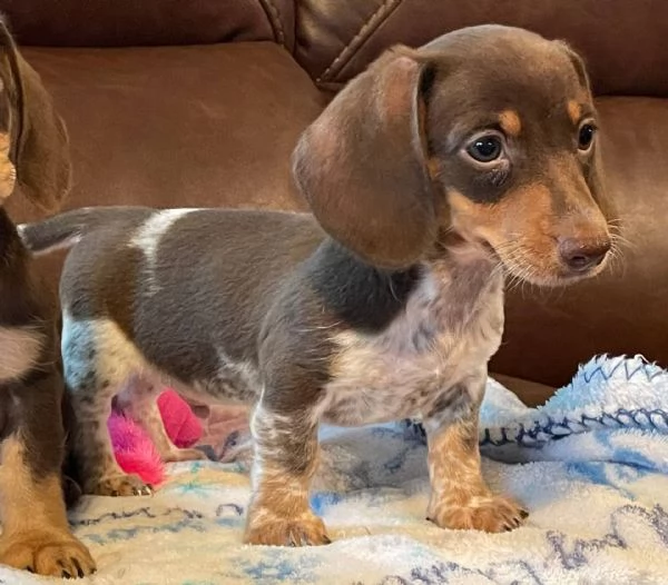 Adorabili cuccioli di Bassotto femminucce e maschietti disponibili per ladozione gratuita i cucciol